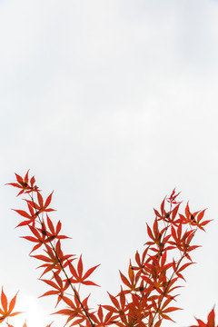 树叶 红叶