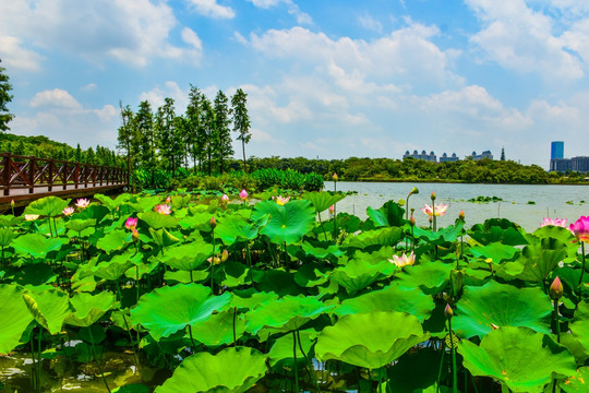 海珠湖