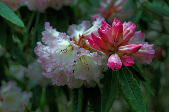 苍山西坡杜鹃花