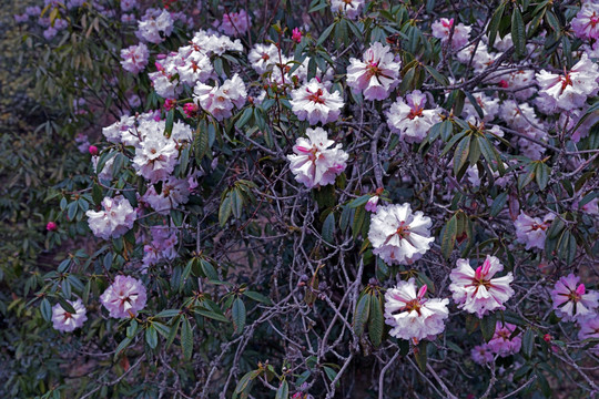 苍山西坡杜鹃花