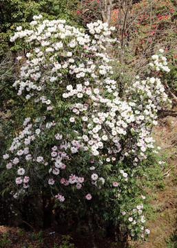 苍山西坡杜鹃花