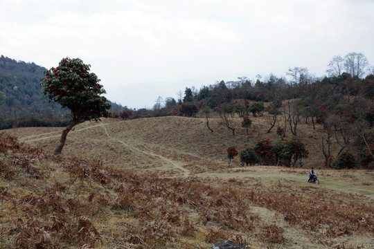 苍山西坡杜鹃花