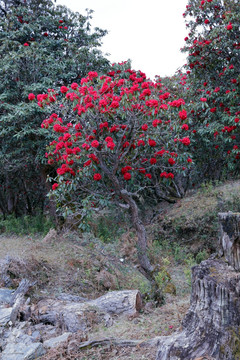 苍山西坡杜鹃花