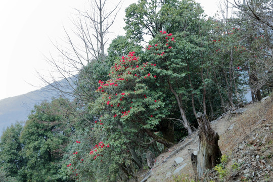 苍山西坡杜鹃花