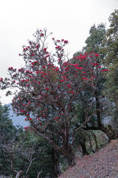 苍山西坡杜鹃花