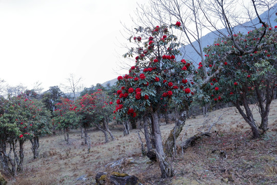 苍山西坡杜鹃花