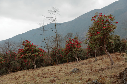 苍山西坡杜鹃花