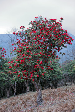 苍山西坡杜鹃花