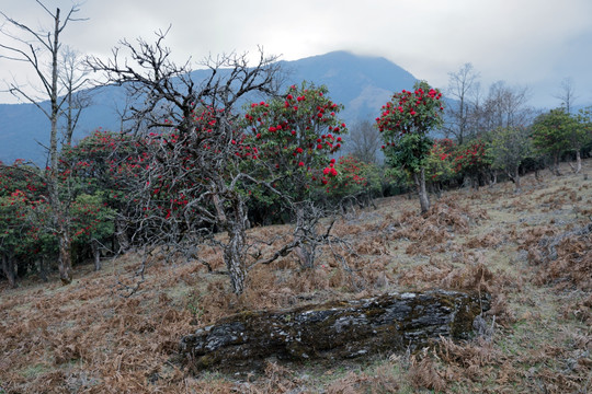 苍山西坡杜鹃花