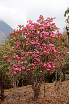 苍山西坡杜鹃花