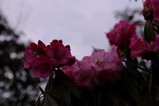 苍山西坡杜鹃花