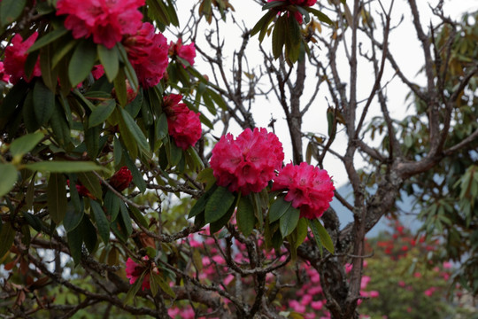 苍山西坡杜鹃花