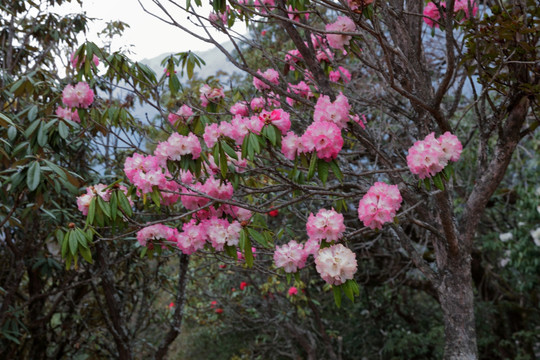 苍山西坡杜鹃花