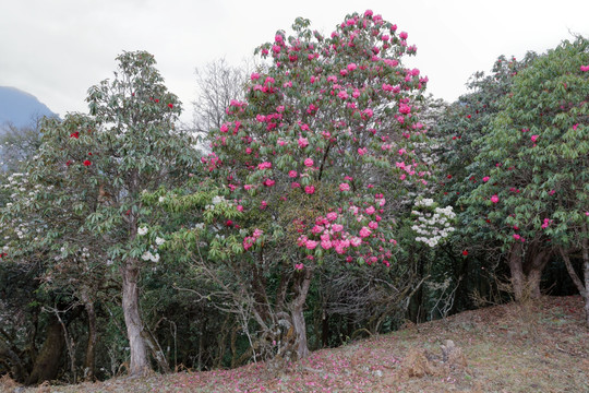 苍山西坡杜鹃花