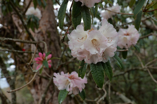 苍山西坡杜鹃花