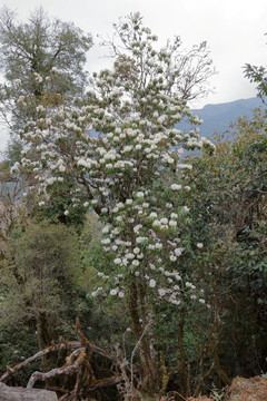 苍山西坡杜鹃花