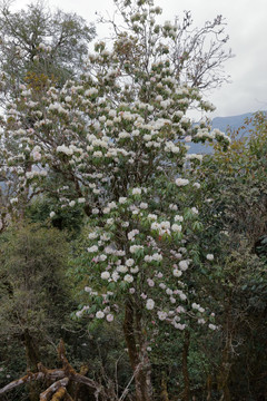 苍山西坡杜鹃花