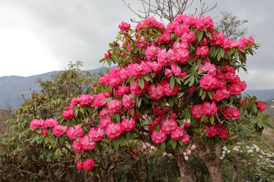 苍山西坡杜鹃花