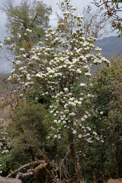 苍山西坡杜鹃花