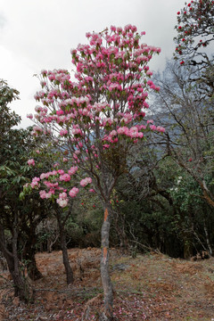 苍山西坡杜鹃花