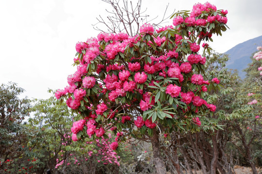 苍山西坡杜鹃花