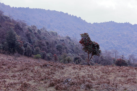 苍山西坡杜鹃花