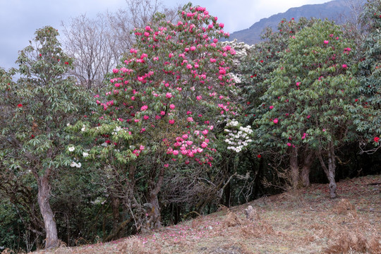 苍山西坡杜鹃花