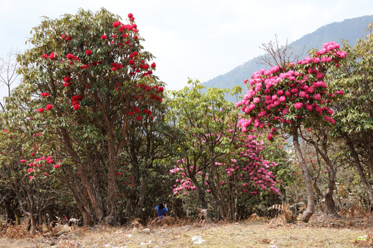 苍山西坡杜鹃花