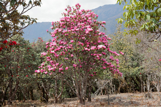 苍山西坡杜鹃花