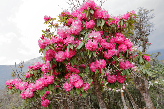 苍山西坡杜鹃花