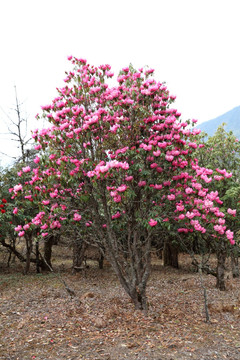 苍山西坡杜鹃花