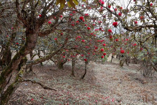 苍山西坡杜鹃花