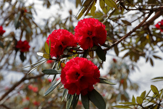 苍山西坡杜鹃花