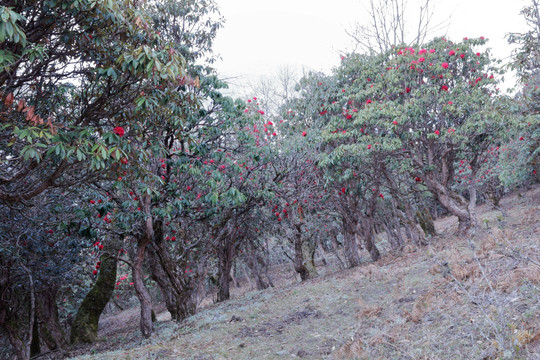 苍山西坡杜鹃花