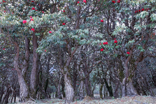 苍山西坡杜鹃花