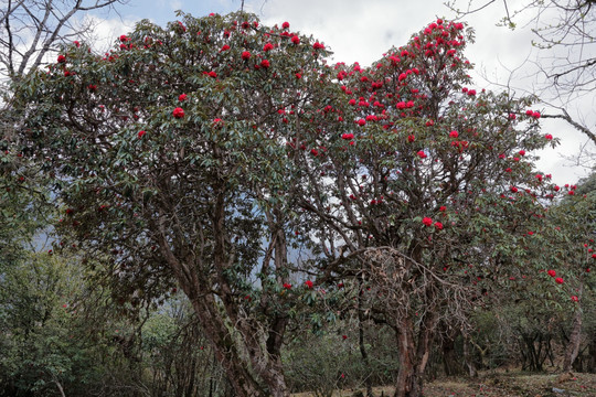 苍山西坡杜鹃花