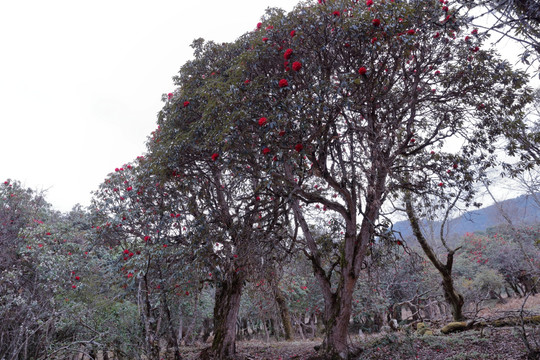 苍山西坡杜鹃花