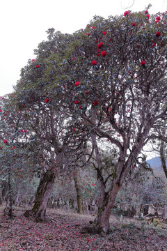 苍山西坡杜鹃花