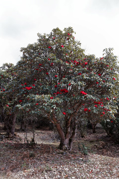 苍山西坡杜鹃花