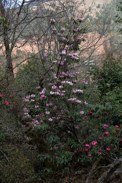 苍山西坡杜鹃花