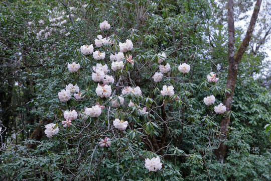 苍山西坡杜鹃花