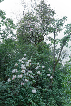 苍山西坡杜鹃花