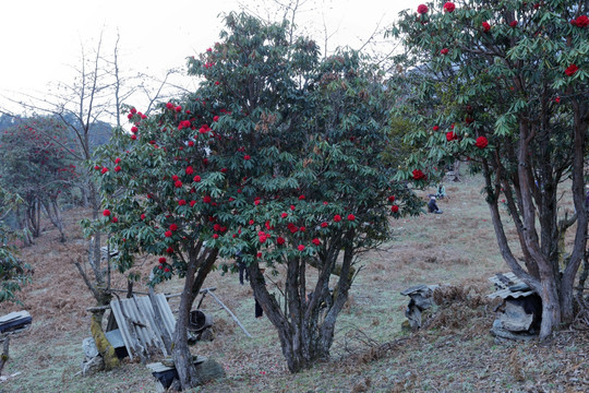 苍山西坡杜鹃花