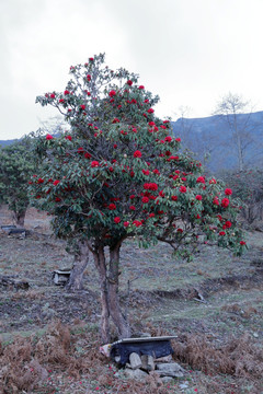 苍山西坡杜鹃花