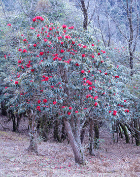 苍山西坡杜鹃花