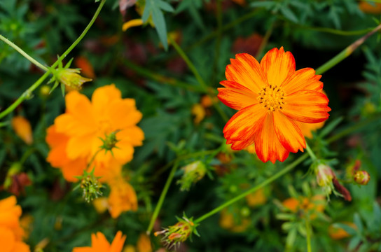 福州花海公園