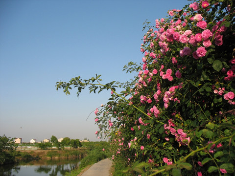 薔薇
