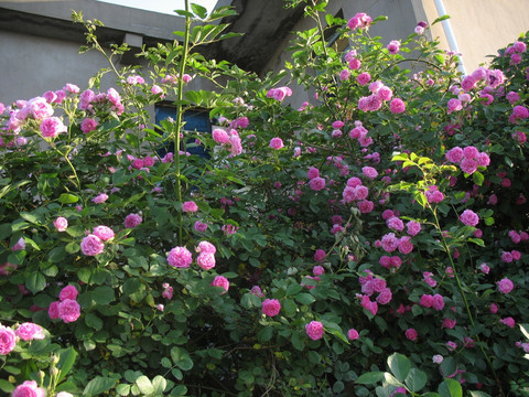 薔薇