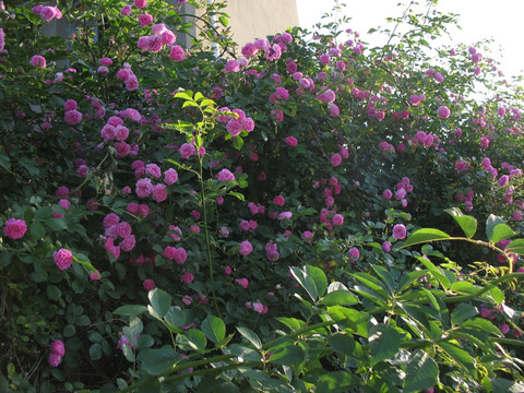 薔薇