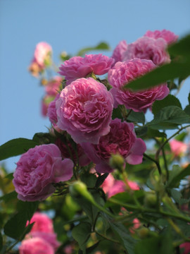 薔薇